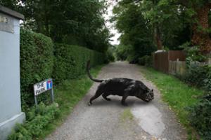 'Palace Puma' big cat spotted in Crystal Palace woodland (artist's impression)
