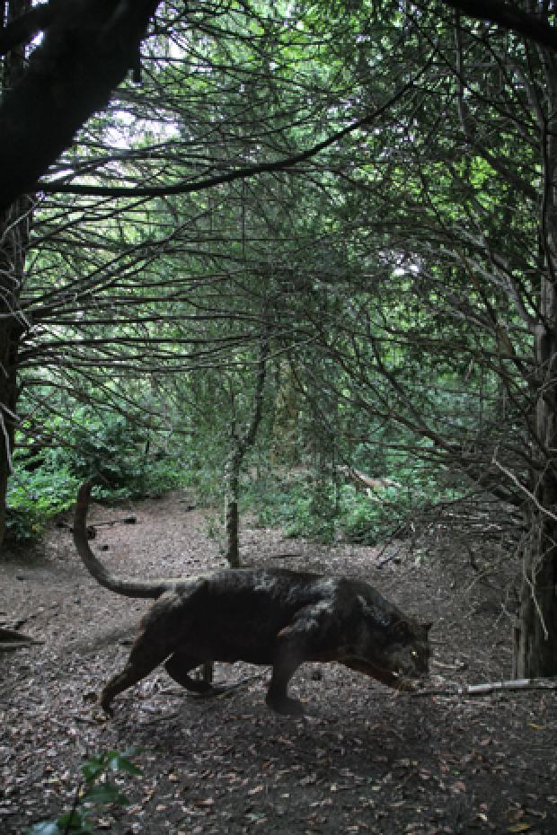 'Crystal Palace Puma' is a panther, big cat expert says. (Artist's impression)