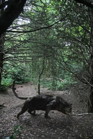 Second Crystal Palace puma sighting?