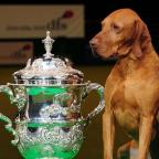 Winner of Best in Show at Crufts 2010, a gundog named Yogi from Cumbria