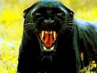 Big Cat? the "palace puma" has been spotted by a number of residents around Crystal Palace