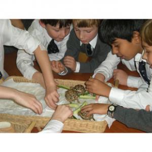 The Falcons Preparatory School for Boys