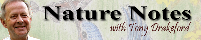 Tony Drakeford nature Notes column banner for Green Guardian channel and Guardian sites