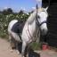 The group aim to raise at least £1,500 to continue to sponsor Smokey Joe, a pony at the Diamond Centre for Disabled Riders.