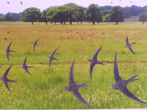 Nature Notes: Stuttering swifts