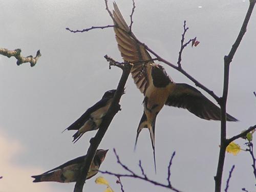 Streatham Guardian: Nature Notes: Swallow tale Streatham Guardian: Nature Notes: Swallow tale