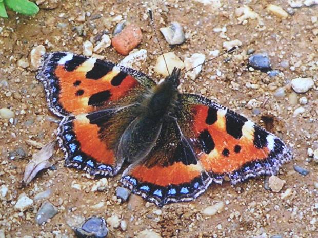 Small tortoiseshell butterfly