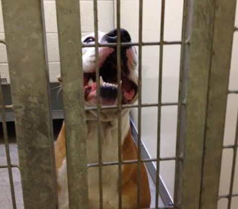 Pit bull terriers are a banned breed
