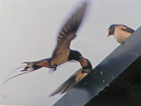 A family of swallows