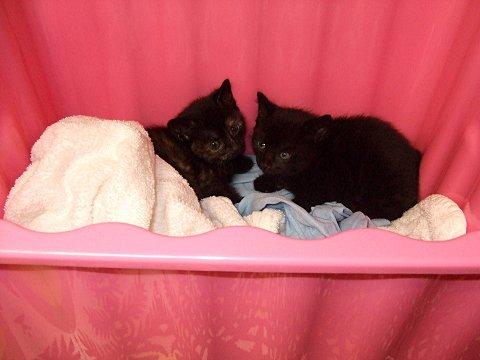 Kittens Frankie and Weenie