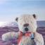 Singing teddy film could launch career of film-maker and musician