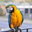 Jack, CJ's pet parrot.