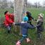 Pupils from Honeywell junior school dancing round an older tree