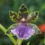 Magnificent orchid festival returns to Kew Gardens