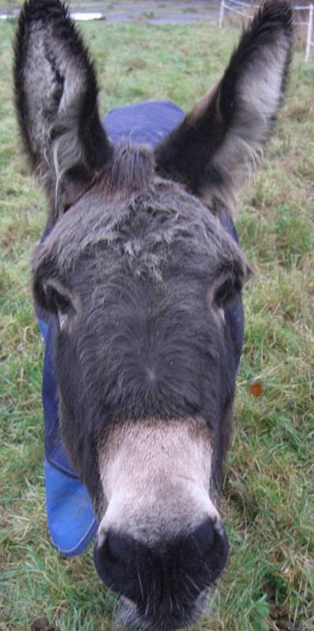 Donkey set for opera stage stardom