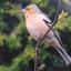 Nature Notes: Spring all around