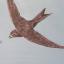 Nature Notes: Swift Return