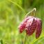 Nature Notes: Bloomin' marvellous