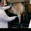 Apprentice hopeful Alex milks a cow for the latest task