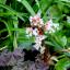 Bergeina, Snowflakes, and Dark Geranium
