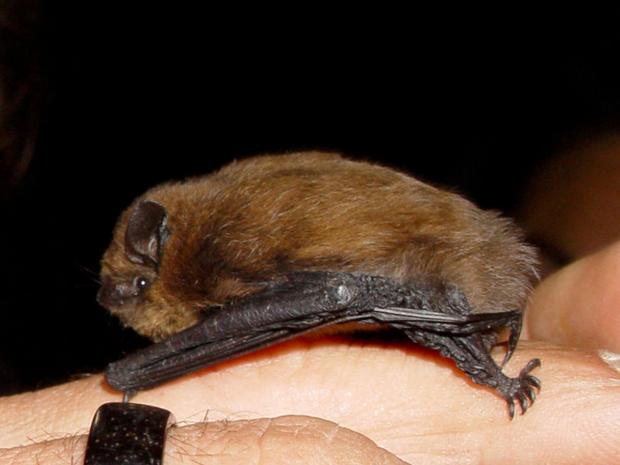 Streatham Guardian: The Common Pipistrelle Streatham Guardian: The Common Pipistrelle