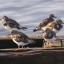 Streatham Guardian: Turnstones keep together in sizeable tight flocks Streatham Guardian: Turnstones keep together in sizeable tight flocks