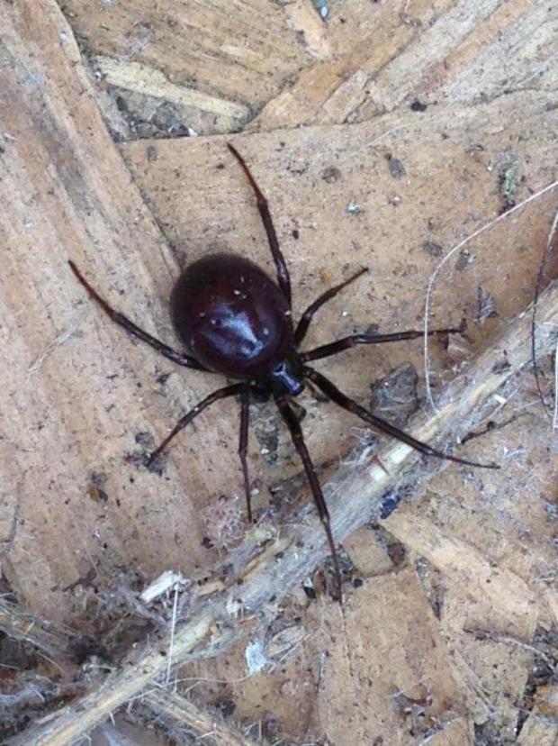 Streatham Guardian: False widows like this have been spotted all over south west London Streatham Guardian: False widows like this have been spotted all over south west London