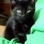 Streatham Guardian: Bethlehem, the eight-week-old kitten, was found abandoned in a shed in Streatham Streatham Guardian: Bethlehem, the eight-week-old kitten, was found abandoned in a shed in Streatham