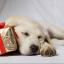 Streatham Guardian: Give the greatest gift this Christmas: Learn about Guide Dogs Streatham Guardian: Give the greatest gift this Christmas: Learn about Guide Dogs