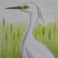 Streatham Guardian: Morden Hall Park's marshy area occasionally plays host to egrets in winter. Streatham Guardian: Morden Hall Park's marshy area occasionally plays host to egrets in winter.