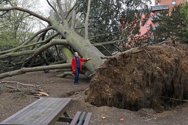 Streatham Guardian: Councillor Maggie Mansell with the toppled cedar tree Streatham Guardian: Councillor Maggie Mansell with the toppled cedar tree