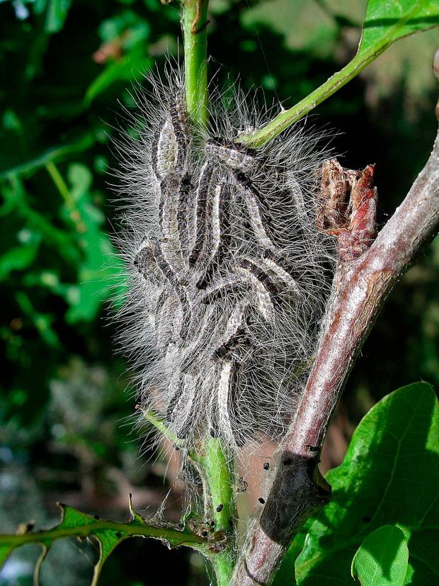 Streatham Guardian: Oak processionary moth on a tree, (pic by Dave Williams) Streatham Guardian: Oak processionary moth on a tree, (pic by Dave Williams)