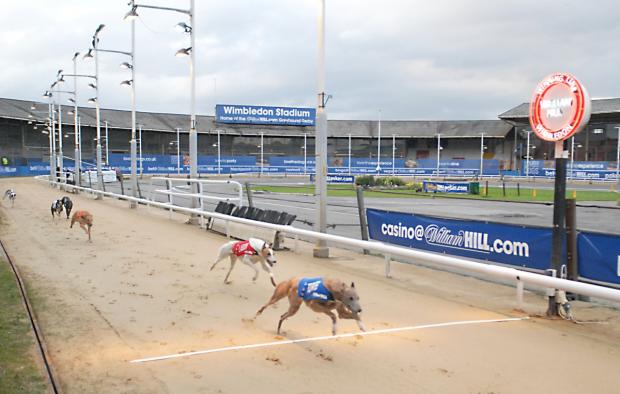 Streatham Guardian: Greyhound racing in Wimbledon Streatham Guardian: Greyhound racing in Wimbledon