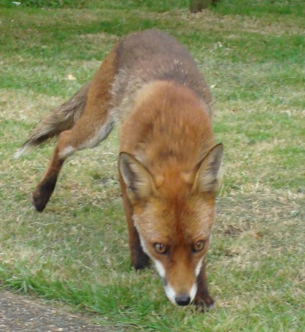 Streatham Guardian: A fox hid under the woman's bed while she was watering plants in her garden Streatham Guardian: A fox hid under the woman's bed while she was watering plants in her garden