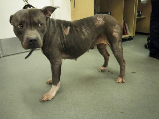 Streatham Guardian: Bluey was covered in bite marks when she was found Streatham Guardian: Bluey was covered in bite marks when she was found