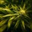 Streatham Guardian: Concerns have been expressed about pro-cannabis tweets Streatham Guardian: Concerns have been expressed about pro-cannabis tweets