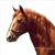 Equestrian