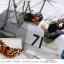 Choks away: Tony Drakeford at the helm of a vintage Toger Moth biplane and, inset, the insect it was named after