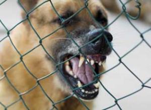 STREAT Twenty dogs seized in Lambeth dawn raids